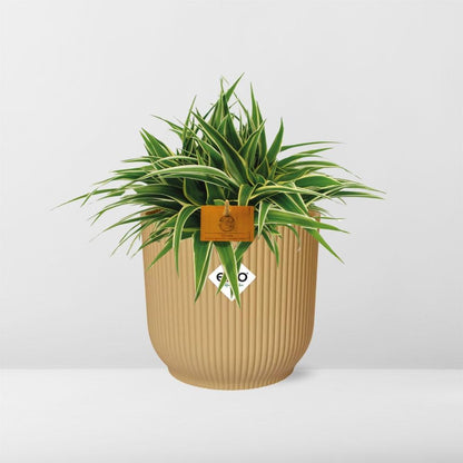 Kamerplant - Chlorophytum Ocean - Pot Ø 16cm Hoogte ↕ 15cm