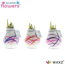 Kamerplant 3x Waxz Art Karel Appel - Pot Ø 7cm Hoogte ↕ 15cm
