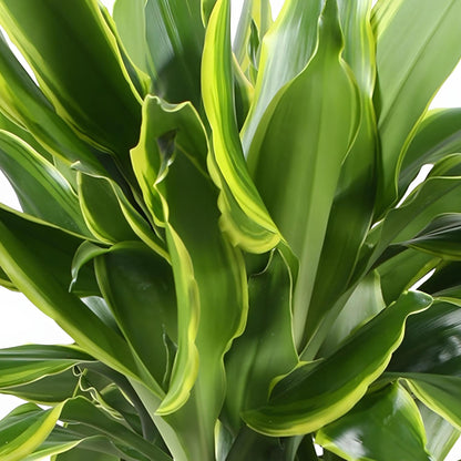Green BoutiQ - Green is... Kamerplanten - Dracaena fragrans Golden Coast - Drakenbloedboom - Weinig onderhoud - met mand - Groen - 1 Plant - Pot 17cm - Hoogte 50-55cm