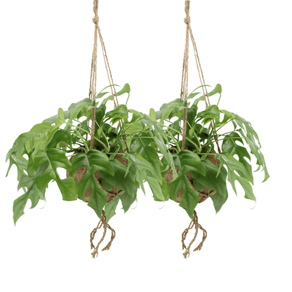 Kamerplant - Kokodama Monstera Minima Hang (Gatenplant) - 2 stuks - Pot Ø 15cm Hoogte ↕ 25cm