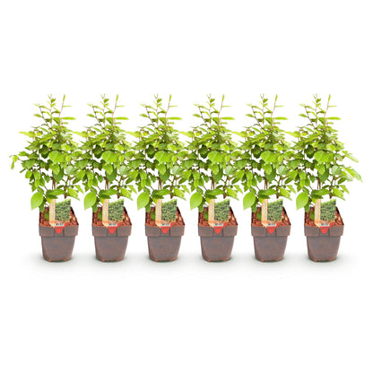 Buitenplant 6x Carpinus betulus - Haagplant - Pot Ø 17cm Hoogte ↕ 55cm