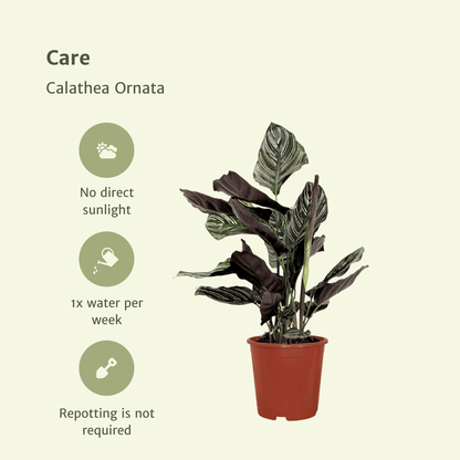 Kamerplant 2x Calathea Ornata - Pauwenplant - Pot Ø 14cm Hoogte ↕ 50cm
