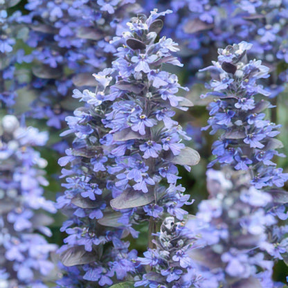 Buitenplant 6x Ajuga reptans 'Burgundy Glow' - Bloeiend - Pot Ø 9cm Hoogte ↕ 10-25cm