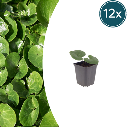 Buitenplant 12x Asarum europaeum - Hazelwortel, Groenblijvend, Bodembedekker - Pot Ø 9cm Hoogte ↕ 25cm