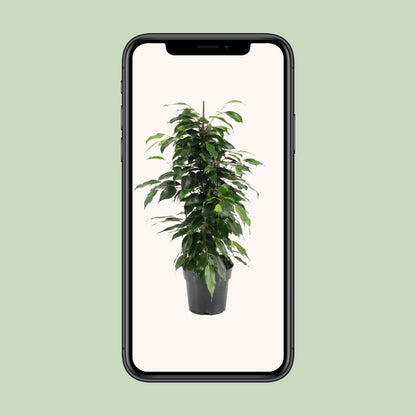 Kamerplant - Ficus Benjamina Danielle - Pot Ø 17cm Hoogte ↕ 70cm