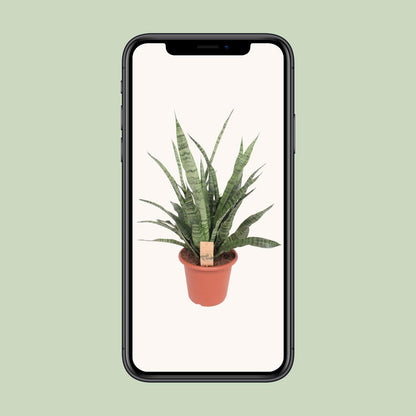 Kamerplant - Sansevieria Diamond Green - Pot Ø 25cm Hoogte ↕ 80cm
