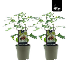 Buitenplant 2x Ficus Brown Turkey - Pot Ø 15cm Hoogte ↕ 40cm