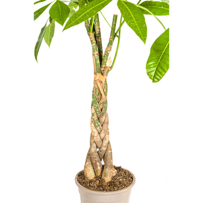 Kamerplant - Pachira Aquatica - Pot Ø 21cm Hoogte ↕ 90-110cm