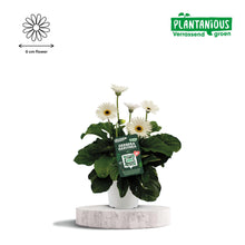 Buitenplant - Garvinea Gerbera Wit - Bloeiend - Pot Ø 19cm Hoogte ↕ 50cm