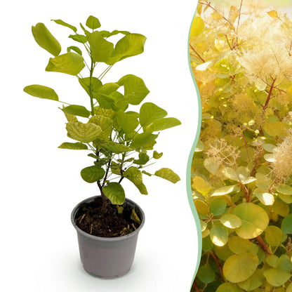 Buitenplant - Cotinus coggyria 'Golden Spirit' - Pot Ø 12cm Hoogte ↕ 35cm