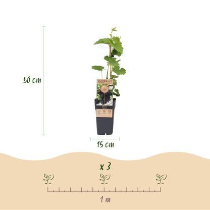Buitenplant 2x Vitis vinifera Vanessa - Paarse Druif Pitloos - Pot Ø 15cm Hoogte ↕ 50cm