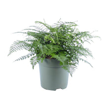 Kamerplant - Asplenium Parvati - Pot Ø 27cm Hoogte ↕ 50cm