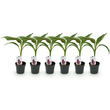 Buitenplant 6x Musa sikkemensis Red Tiger - Winterhard - Pot Ø 12cm Hoogte ↕ 30cm