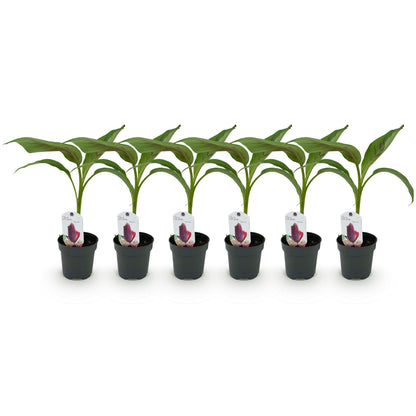 Buitenplant 6x Musa sikkemensis Red Tiger - Winterhard - Pot Ø 12cm Hoogte ↕ 30cm