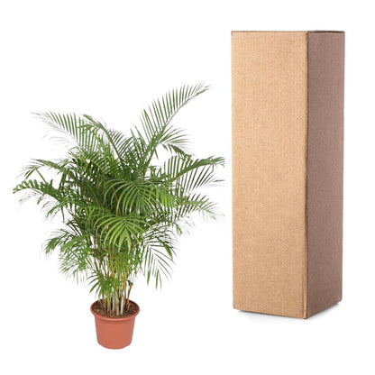 XL Kamerplant - Dypsis Lutescens (Areca Palm) - Pot Ø 40cm Hoogte ↕ 200cm