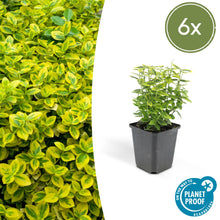 Buitenplant 6x Euonymus fortunei 'Emerald 'n Gold' - Pot Ø 9cm Hoogte ↕ 10-25cm