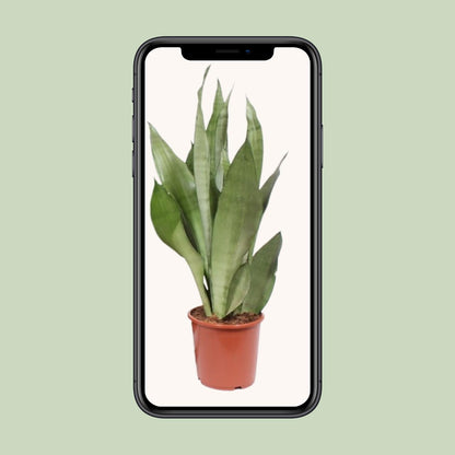 Kamerplant - Sansevieria Moonshine - Pot Ø 17cm Hoogte ↕ 60cm
