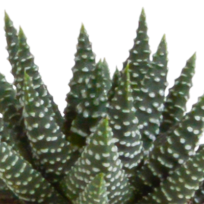 Kamerplant 5x Gasteria/Haworthia mix - in witte pot - Pot Ø 5,5cm