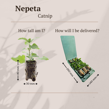 Buitenplant 6x Nepeta - Aromatisch - Pluggen
