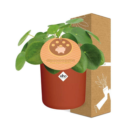 Kamerplant - Pilea Peperomioides - Met sierpot - Pot Ø 12cm