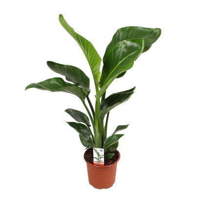 Kamerplant - Strelitzia Nicolai - Pot Ø 17cm Hoogte ↕ 70cm