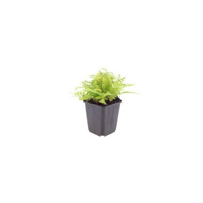Buitenplant 48x Dryopteris filix-mas - Pot Ø 9cm Hoogte ↕ 10-25cm