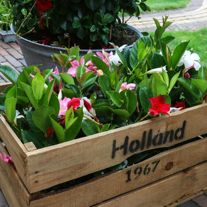 Buitenplant - Dipladenia Mix (Mandevilla) - Roze, Wit & Rood - Pot Ø 12cm Hoogte ↕ 25cm