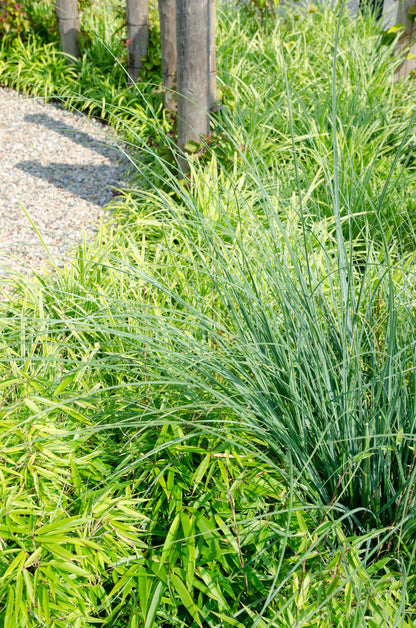 Buitenplant 4x Fargesia rufa - Groenblijvend - Pot Ø 19cm Hoogte ↕ 60cm