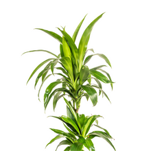 Kamerplant - Dracaena Deremensis Lisa - Pot Ø 19cm Hoogte ↕ 70-90cm
