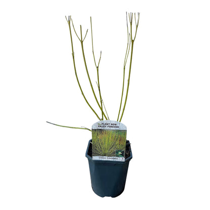 Buitenplant - Cornus alba Flaviramea - Pot Ø 17cm Hoogte ↕ 45cm