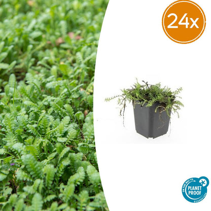 Buitenplant 24x Leptinella squalida - Pot Ø 9cm Hoogte ↕ 10-25cm