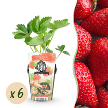 Buitenplant 6x Fragaria 'Elvira' - Rode Aardbei - Winterhard - Pot Ø 9cm