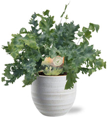 Kamerplant - Phlebodium Davana - Pot Ø 12cm Hoogte ↕ 35cm