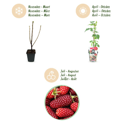 Buitenplant 6x Rubus Tayberry - Winterhard - Pot Ø 9cm Hoogte ↕ 10-25cm