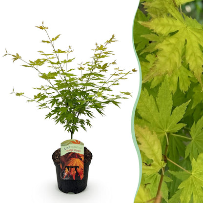 Buitenplant - Acer palmatum Orange Dream - Winterhard - Pot Ø 19cm Hoogte ↕ 70cm