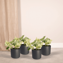 Kamerplant 4x Epipremnum Happy Leaf - Pot Ø 12cm Hoogte ↕ 15cm