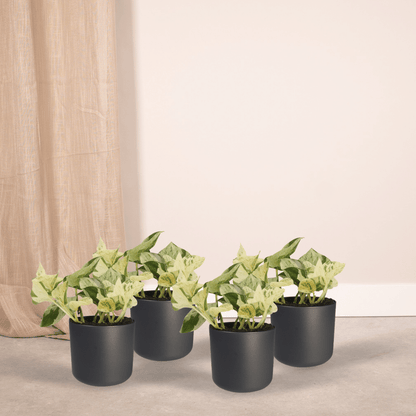 Kamerplant 4x Epipremnum Happy Leaf - Pot Ø 12cm Hoogte ↕ 15cm