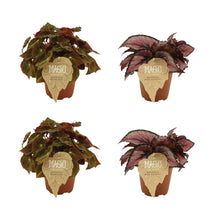 Kamerplant 4x Begonia Rex - Montuno en Red Tango - Pot Ø 12cm Hoogte ↕ 25cm