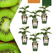 Buitenplant 6x Biologische kiwiplanten - Pot Ø 13cm Hoogte ↕ 20cm