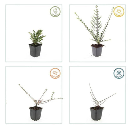 Buitenplant 60x Cotoneaster horizontalis - Pot Ø 9cm Hoogte ↕ 10-25cm
