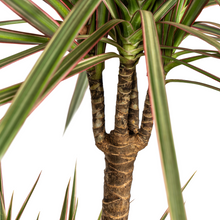 Kamerplant - Dracaena Marginata Bicolor - Pot Ø 21cm Hoogte ↕ 110-130cm