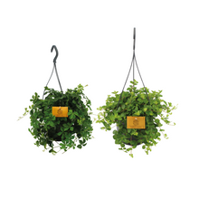Kamerplant 2x Hangplant duo - Pot Ø 15cm Hoogte ↕ 25cm