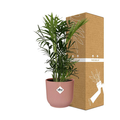 Kamerplant - Chamaedorea Elegans - Pot Ø 14cm Hoogte ↕ 45cm