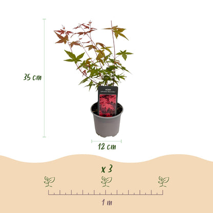 Buitenplant 3x Acer palmatum 'Tricolour' - Pot Ø 12cm Hoogte ↕ 35cm