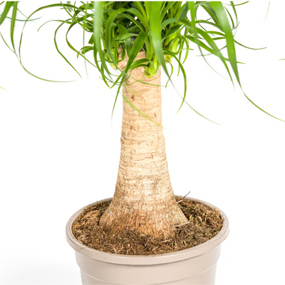 Kamerplant - Beaucarnea Recurvata - Pot Ø 17cm Hoogte ↕ 40-60cm