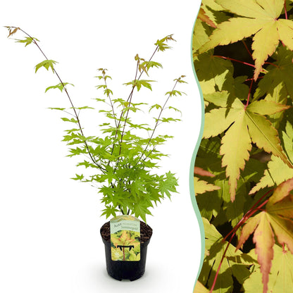 Buitenplant - Acer palmatum 'Summergold' - Japanse Esdoorn - Pot Ø 19cm Hoogte ↕ 70cm