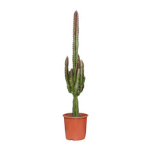 Kamerplant - Euphorbia Trigona Rubra - Pot Ø 17cm Hoogte ↕ 70cm