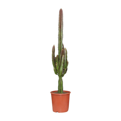 Kamerplant - Euphorbia Trigona Rubra - Pot Ø 17cm Hoogte ↕ 70cm