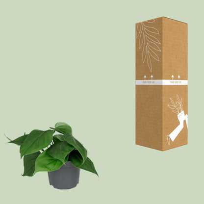 Kamerplant - Philodendron Scandens - Pot Ø 12cm Hoogte ↕ 15cm