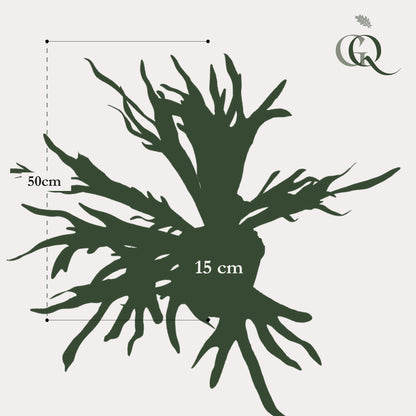 Kunstplant - Staghorn Fern Hertshoornvaren - Hoogte ↕ 50cm